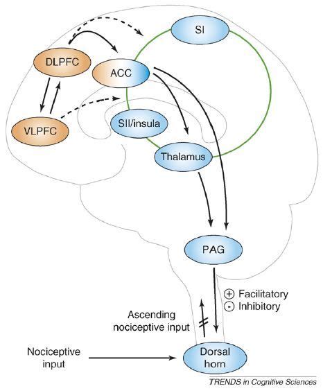 Neural pathways of cognitive pain modulation. Cognitive modulations of ...