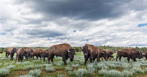 From overworked land to wildlife sanctuary: Ted Turner's Vermejo ...