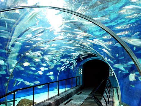 An Underwater Escalator! Shanghai’s Aquarium Takes You “Up Close” For A ...