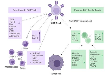 The role of the tumor microenvironment on CAR T-cell therapy in B-cell lymphoma