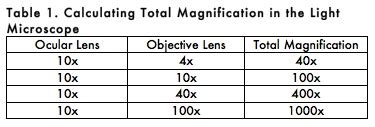 BISC209/S11: Microscopy - OpenWetWare