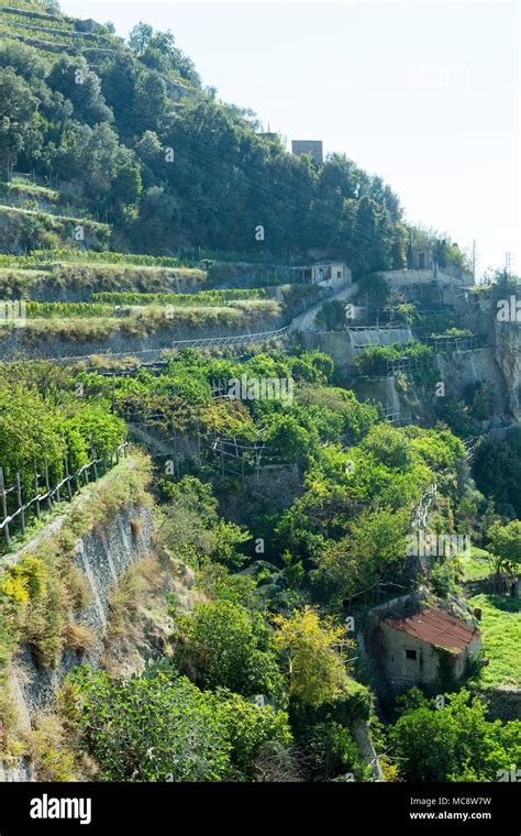 Lemon trees growing on terraced hillside on the Amalfi coast Stock Photo - Alamy