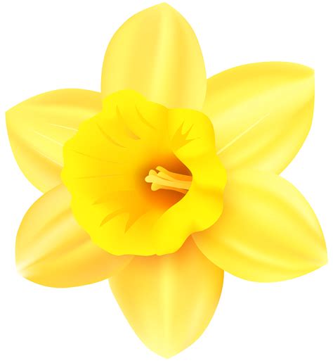 Narcissus Yellow Petal - Daffodil PNG Transparent Clip Art Image png ...