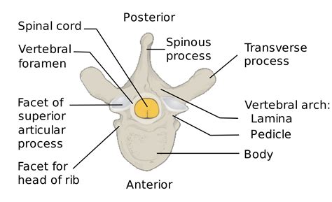 Vertebra - Wikipedia