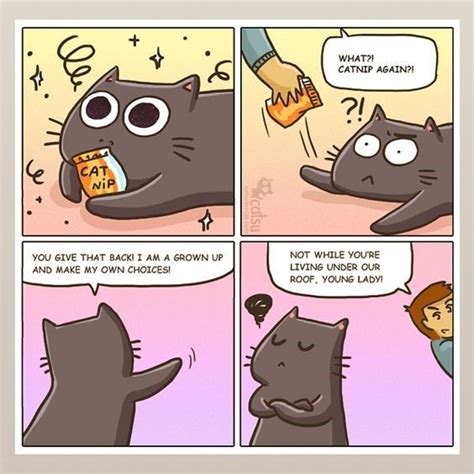 10 Catsu Comics That Are Just Too Funny | Cat comics, Cats, Crazy cats