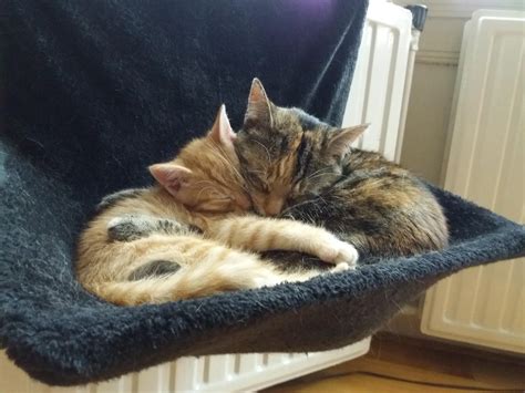 My two cats cuddling up together : r/aww