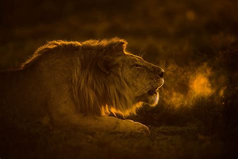 Portfolio — Fine-Art African Wildlife Photography | Federico Veronesi