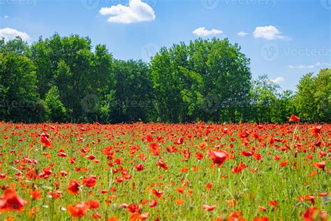 Stunning poppy field landscape under summer sunlight and bright sky ...