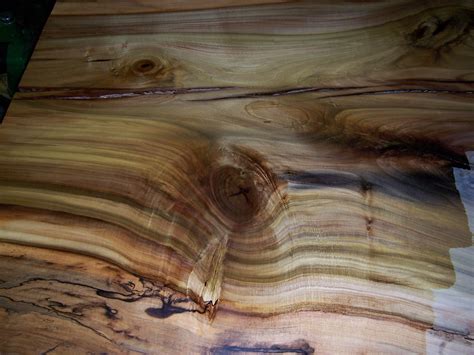 Yellow Poplar | Poplar, Woodworking, Future farms