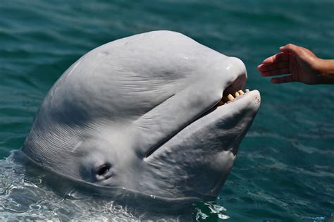 2 Beluga Whales Captured in Russia and Sold to Chinese Water Park Freed After 10 Years - Newsweek