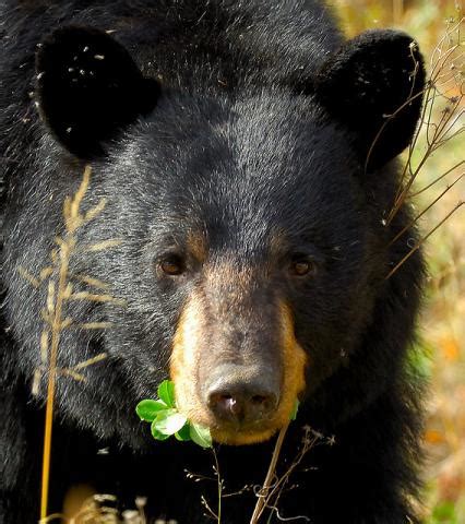 New Mexico State Animal | Black Bear