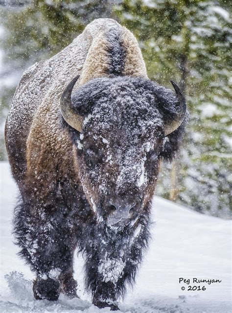 Bison in a Snowstorm Photograph by Peg Runyan