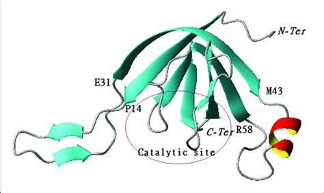 | Cartoon representation of 3D structure of protease 1 with the active ...