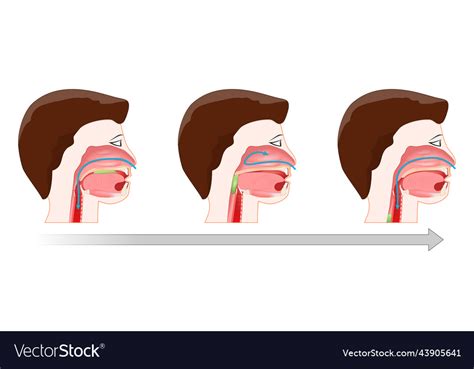 Swallowing process of deglutition Royalty Free Vector Image