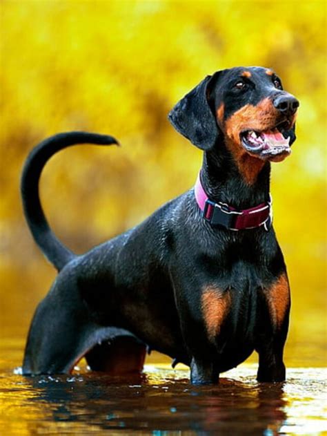 Top 10 Dog Breeds for Seizure Alert - PETCARE