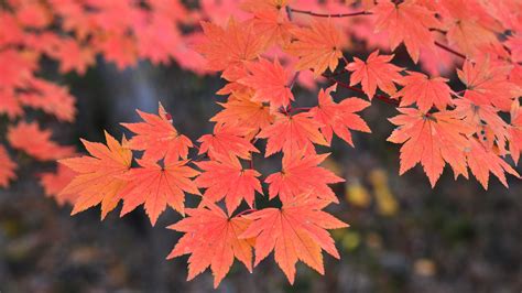 Maple - definition and meaning with pictures | Picture Dictionary & Books