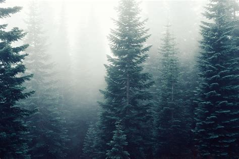 Desktop Wallpaper Forest