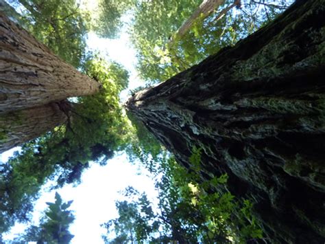 Redwoods Near Crescent City - Jedediah Smith & Del Norte Coast