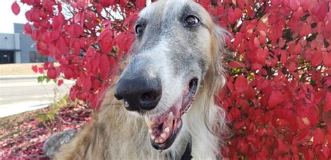 Borzoi Teeth - National Borzoi Club