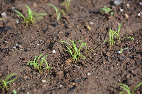 Germinating Your Carrots - Garden.eco