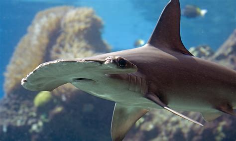 Alarma a los expertos la baja en la población de tiburones - El Nuevo Día