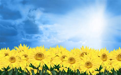 Blue Sky Sunflowers Hd HD wallpaper