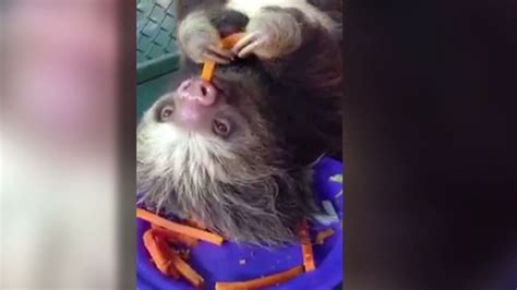 Distraction: Sloth eating carrots | CNN