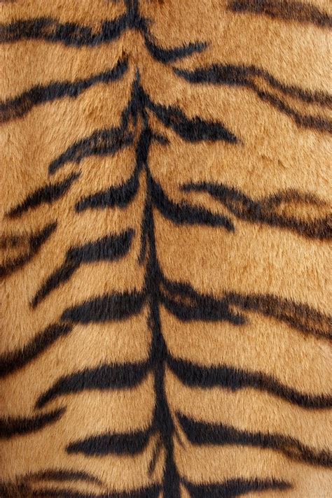 Free Tiger Fur Texture Stock Photo - FreeImages.com