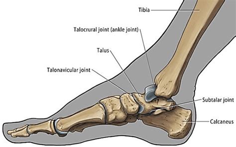 Canal micro madre human feet anatomy demasiado Víspera de Todos los ...