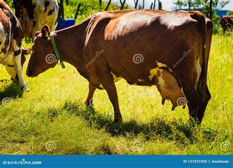 Detailed Closeup of Cow Udder Stock Photo - Image of beef, meadow ...