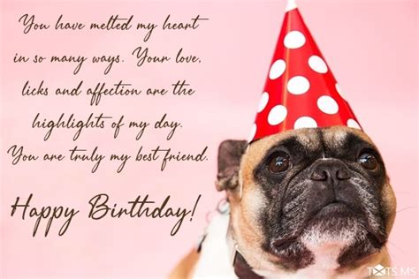 Birthday Wishes for Dogs, Messages, Quotes, and Pictures - Webprecis