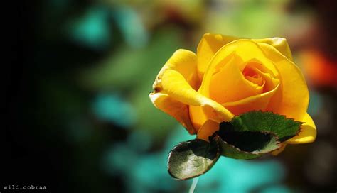 Download Yellow Rose Flower Nature Rose HD Wallpaper by Wild_cobraa