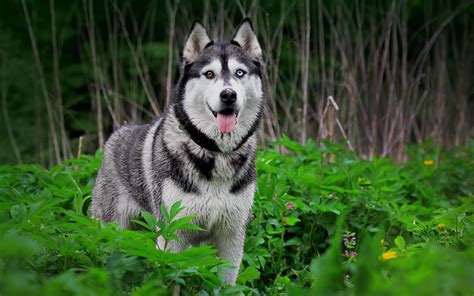 Siberian Husky - My Doggy Rocks
