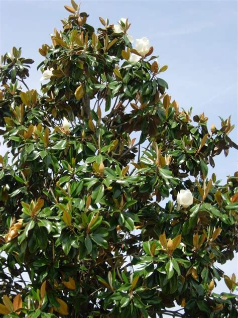 magnolia tree, two extra large magnolias in the back yard at the Florida house. | Magnolia trees ...