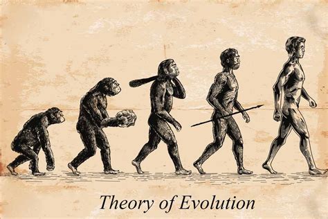 Darwin's Theory / Darwin Theory Evolution High Res Stock Images Shutterstock : Identify ...