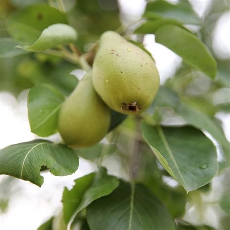Pin by Jillian on Fruits ~ | Pear, Fruit, Apple