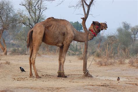 The Biggest Animals Kingdom: Agustus 2012