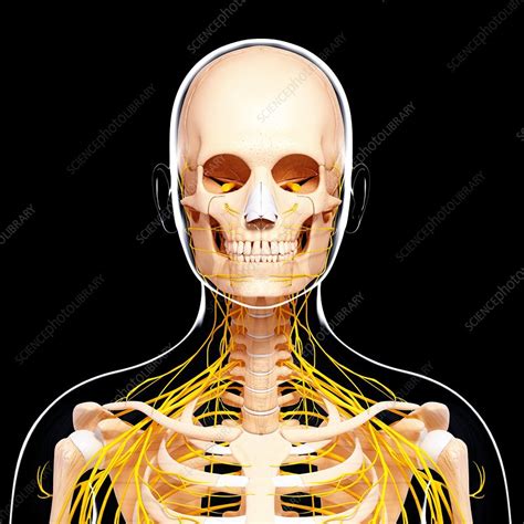 Human nervous system, artwork - Stock Image - F007/5725 - Science Photo Library