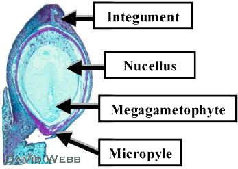 Anthophyta Significant Life Cycle Adaptations