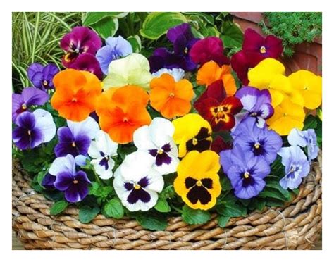 Forerunner Mix Pansy Winter Flowering | Flowers | Premier Seeds Direct ltd