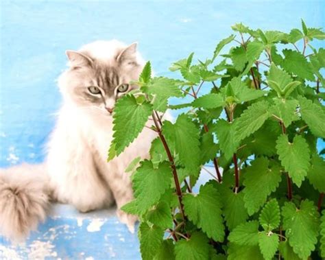 Is Catnip Addictive? Why Some Cats Can't Get Enough - PetHelpful