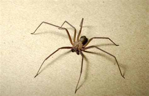 Along Came A Brown Recluse | Missouri Department of Conservation