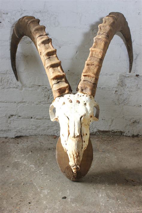 Antiques Atlas - C1900 Taxidermy Sable Antelope Skull & Horns