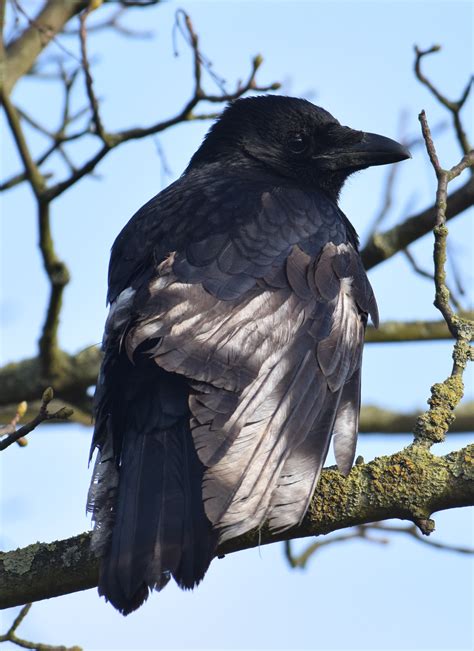 Could you please identify this bird? | BirdForum