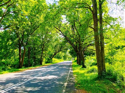 Gray pavement, Sri Lanka, nature, road, trees HD wallpaper | Wallpaper ...