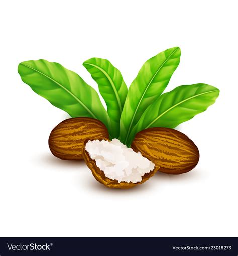 Shea nuts with leaves Royalty Free Vector Image