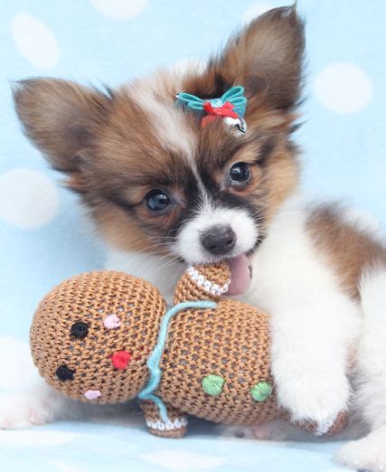 teacup papillon | Papillon puppy, Papillon puppies for sale, Papillon dog