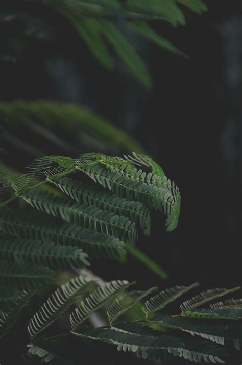 Download wallpaper 3264x4928 leaves, branches, fern, green, dark hd ...