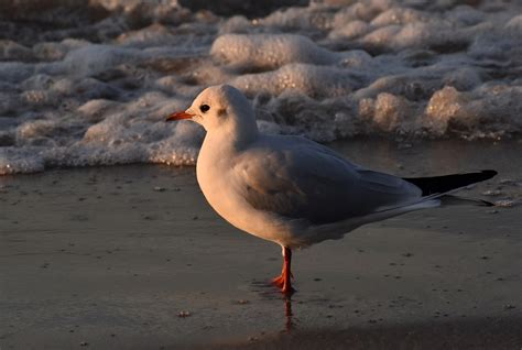 Seagull Bird Beach - Free photo on Pixabay - Pixabay