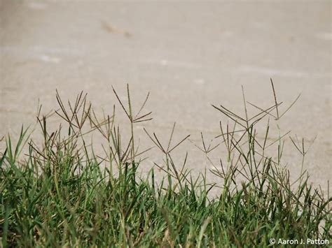 Common Bermudagrass | Purdue University Turfgrass Science at Purdue University